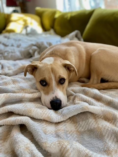 Enlarge Maybe, an adopted mixed breed in Rohnert Park, CA image 2/4