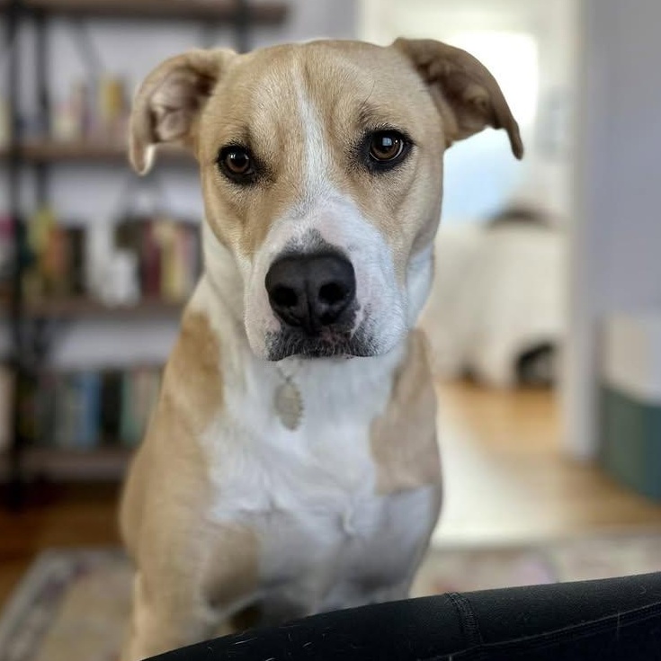 Enlarge Maybe, an adopted mixed breed in Rohnert Park, CA image 1/4