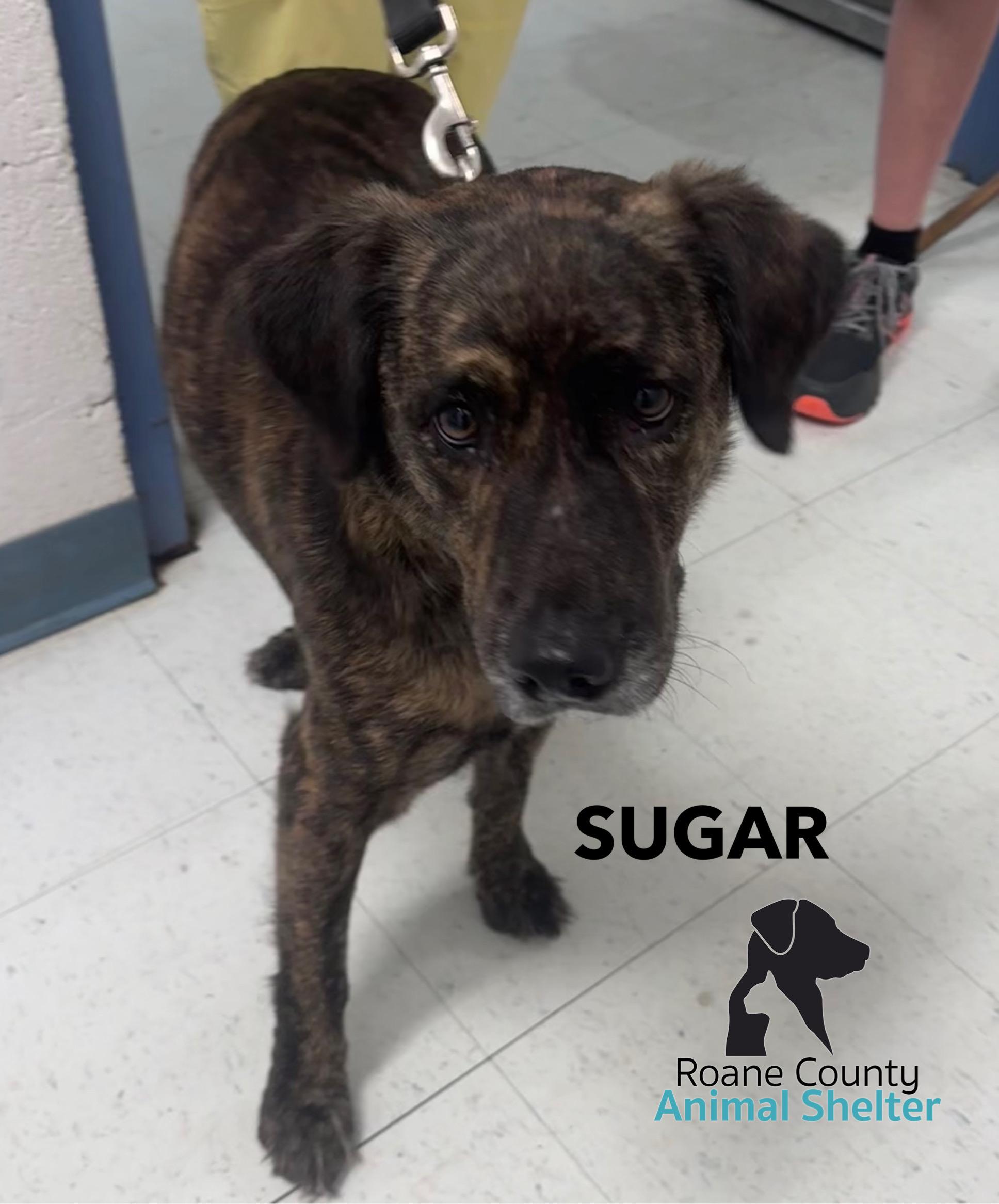 Enlarge Sugar, a Adoptable mixed breed in Rockwood, TN image 1/1