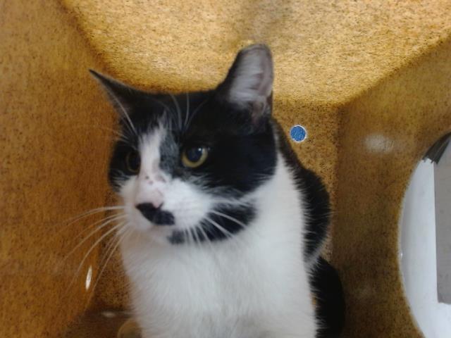 Enlarge SALLY, a Adoptable mixed breed in Albuquerque, NM image 1/1