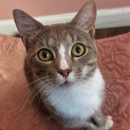 Diesel (Biscuit factory on your lap), a ADOPTABLE Domestic Short Hair in Decatur, GA image 1/5