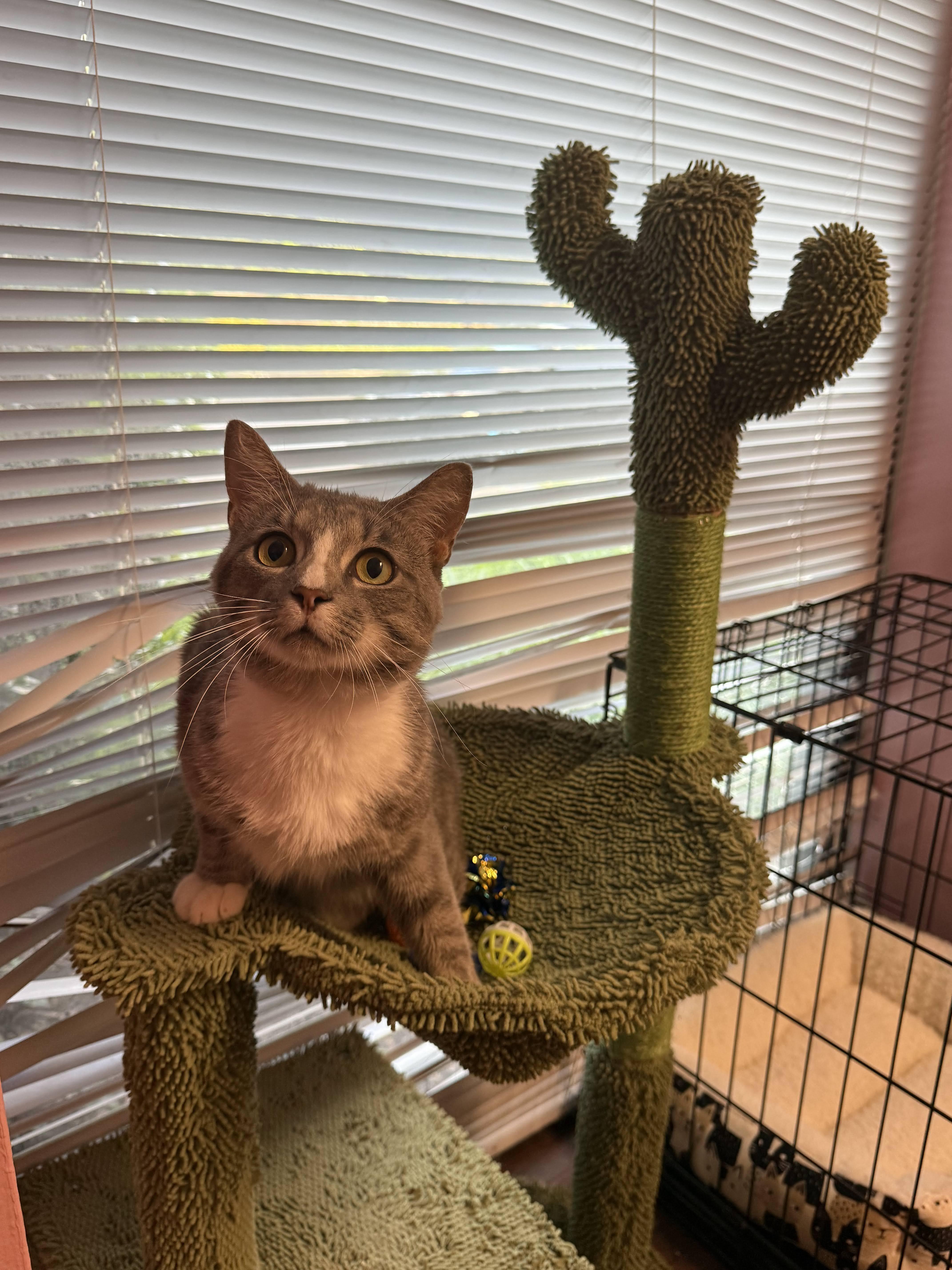 Diesel (Biscuit factory on your lap), a ADOPTABLE Domestic Short Hair in Decatur, GA image 2/5