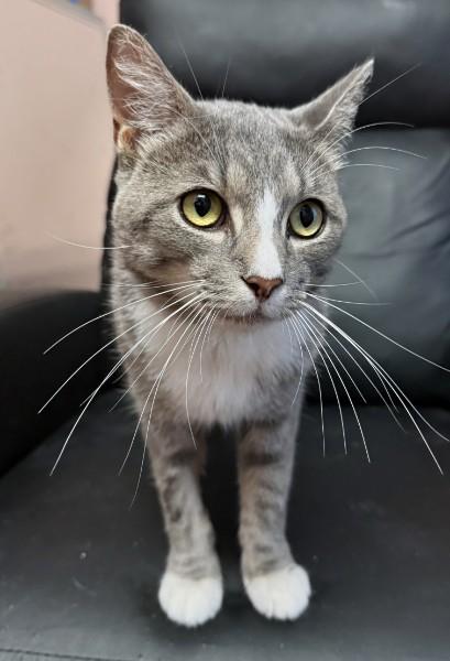 Diesel (Biscuit factory on your lap), a ADOPTABLE Domestic Short Hair in Decatur, GA image 5/5