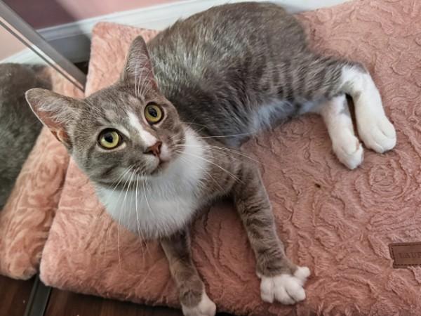 Diesel (Biscuit factory on your lap), a ADOPTABLE Domestic Short Hair in Decatur, GA image 4/5