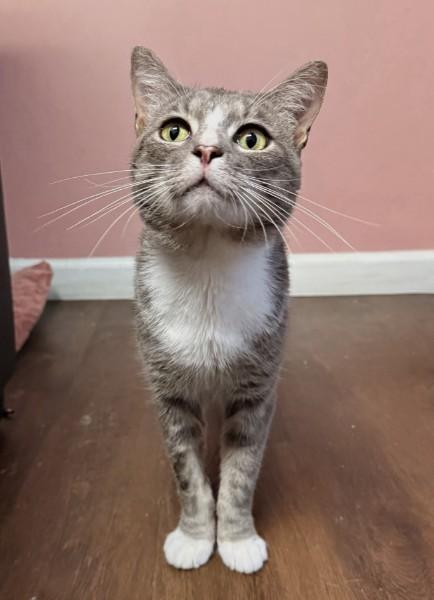 Diesel (Biscuit factory on your lap), a ADOPTABLE Domestic Short Hair in Decatur, GA image 3/5