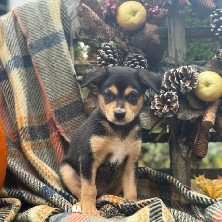 Shadow, Adoptable, Puppy Male Chihuahua & Miniature Pinscher.