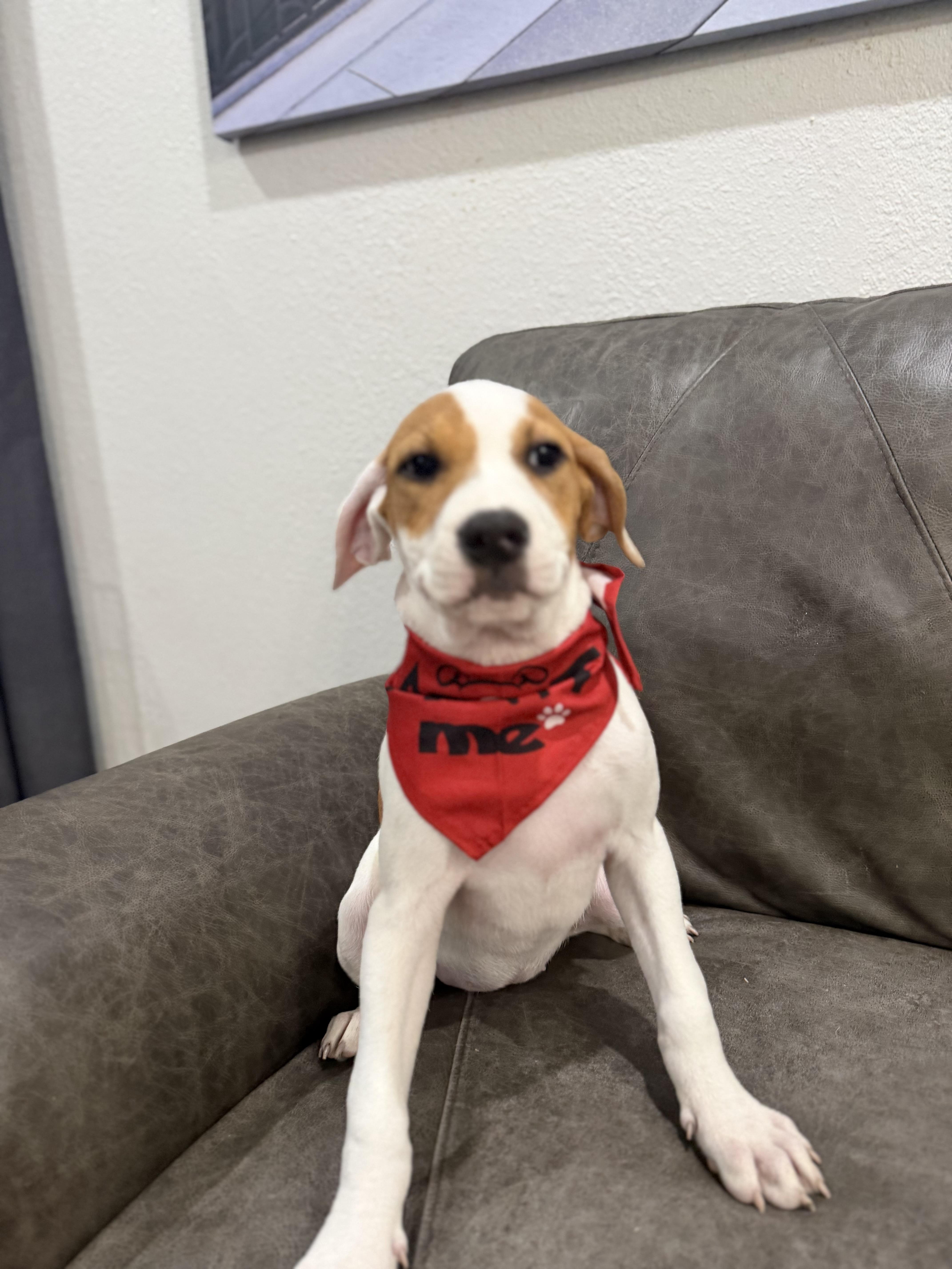 Enlarge Sierra, a ADOPTABLE mixed breed in Carrollton, TX image 1/3