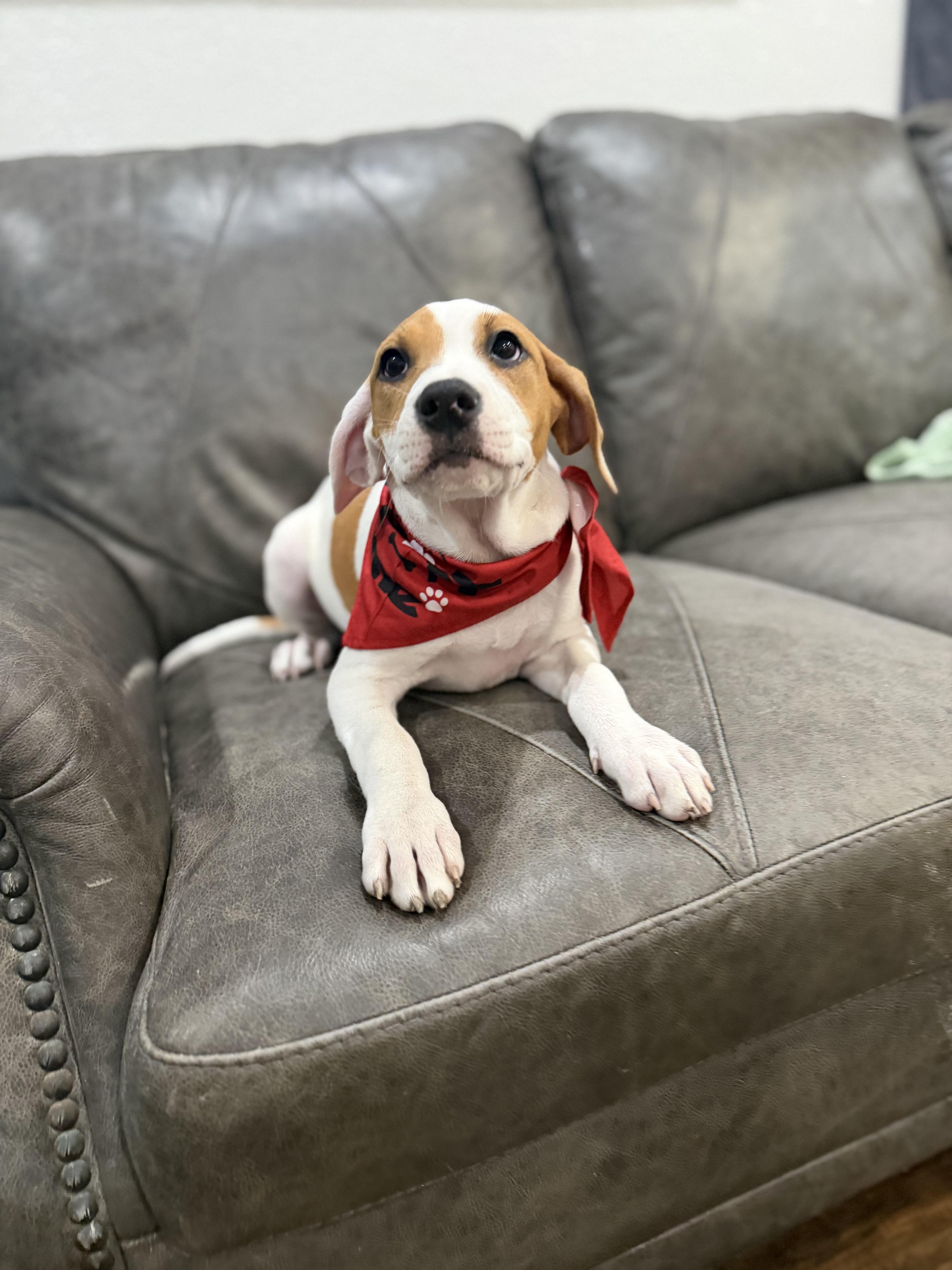 Enlarge Sierra, a ADOPTABLE mixed breed in Carrollton, TX image 3/3