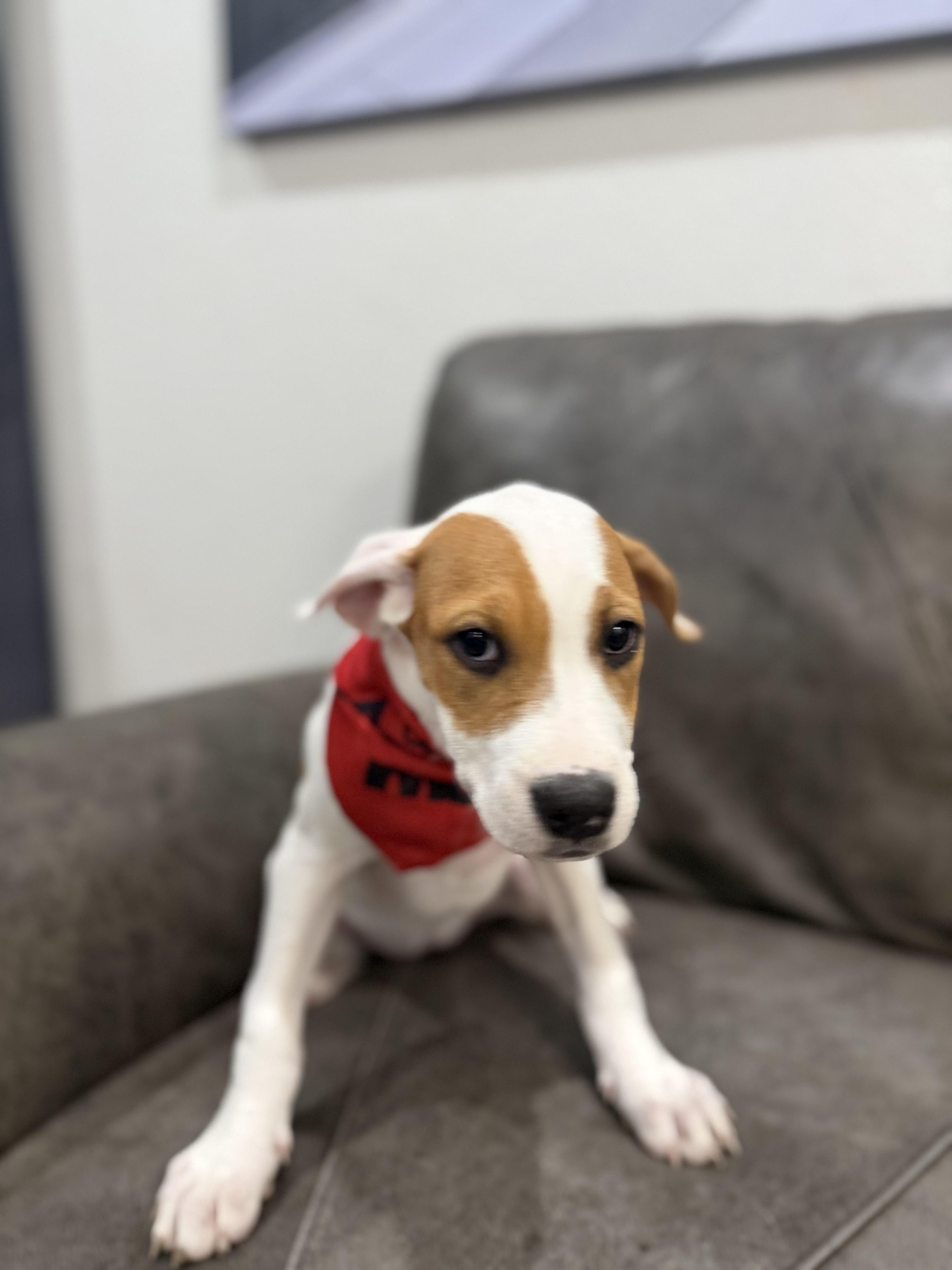 Enlarge Sierra, a ADOPTABLE mixed breed in Carrollton, TX image 2/3