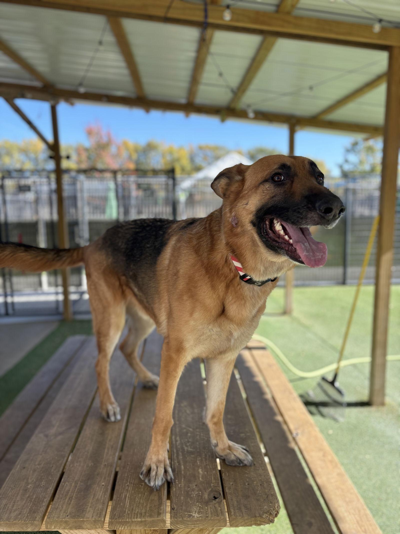 Enlarge Milo, a Adoptable German Shepherd Dog in Coralville, IA image 3/3