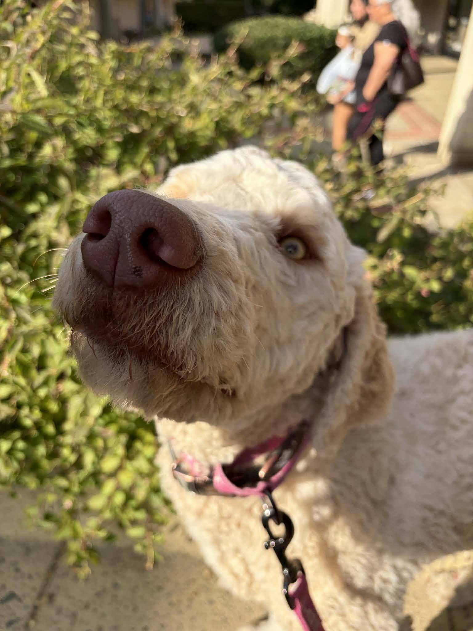 Enlarge Rocky, an adopted mixed breed in San Jose, CA image 2/3