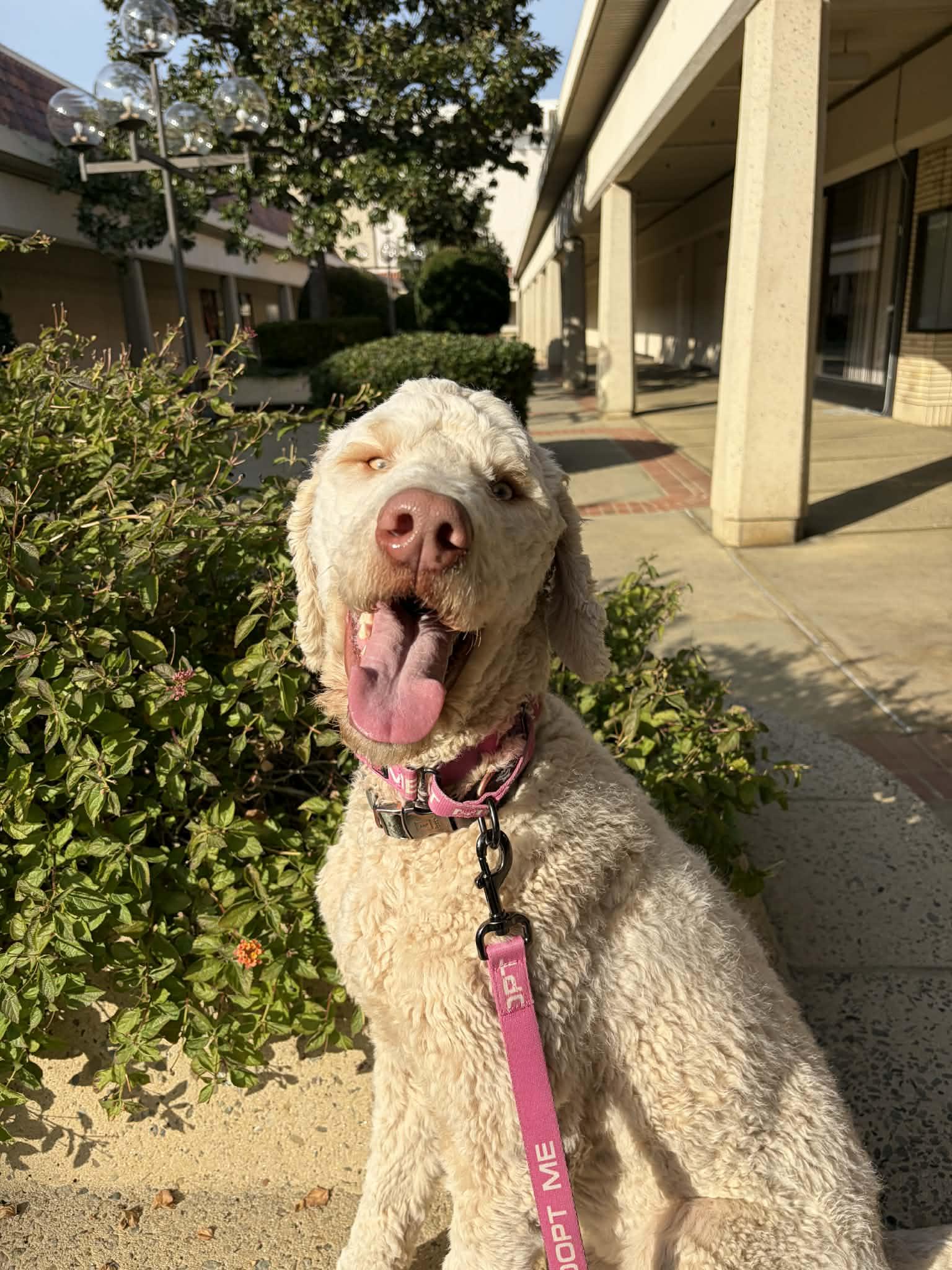 Rocky, adopted, Young Male Poodle & Golden Retriever.