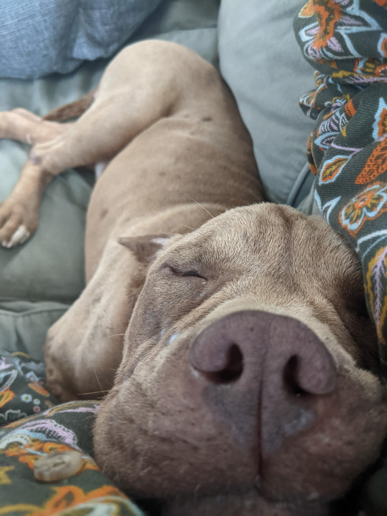 Meet Bourbon - Your New Favorite Happy Hour Buddy  Im Bourbon a 15 year old 40-pound American B