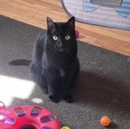 Rozamund Kittington, a ADOPTABLE Domestic Short Hair in Cincinnati, OH image 5/5