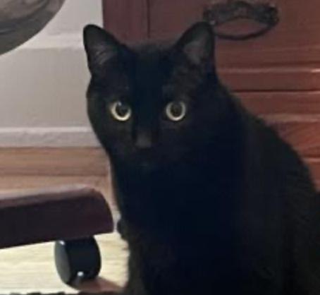 Rozamund Kittington, ADOPTABLE, Adult Female Domestic Short Hair.