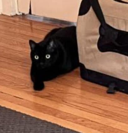 Rozamund Kittington, a ADOPTABLE Domestic Short Hair in Cincinnati, OH image 4/5