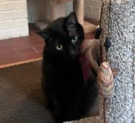 Rozamund Kittington, a ADOPTABLE Domestic Short Hair in Cincinnati, OH image 2/5