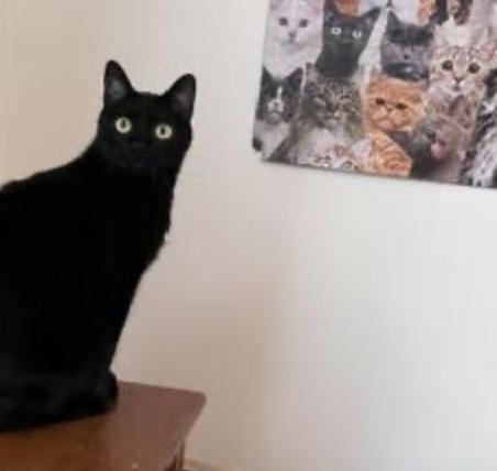 Rozamund Kittington, a ADOPTABLE Domestic Short Hair in Cincinnati, OH image 3/5