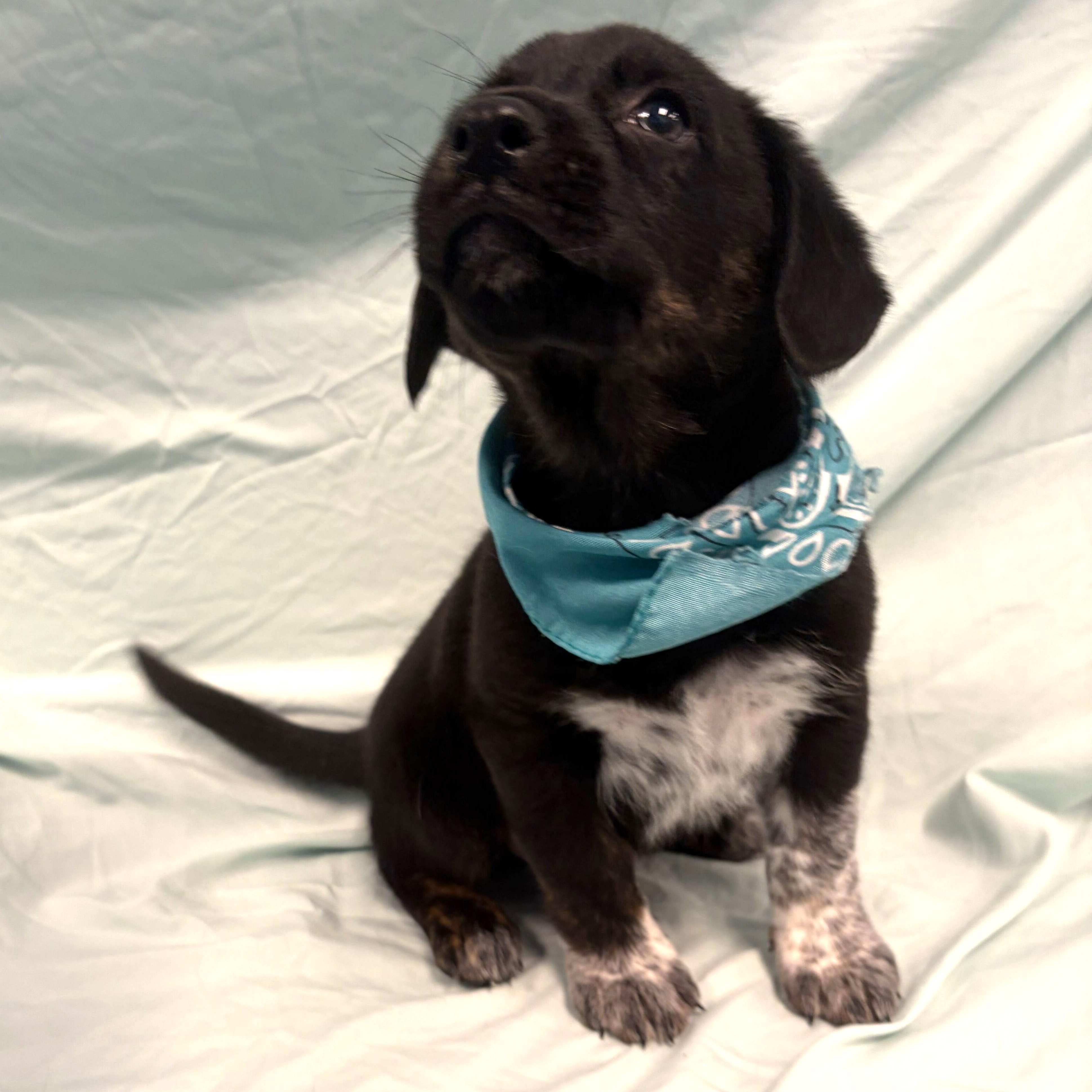 Hopper, an adopted Mixed Breed in Canal Winchester, OH image 2/2