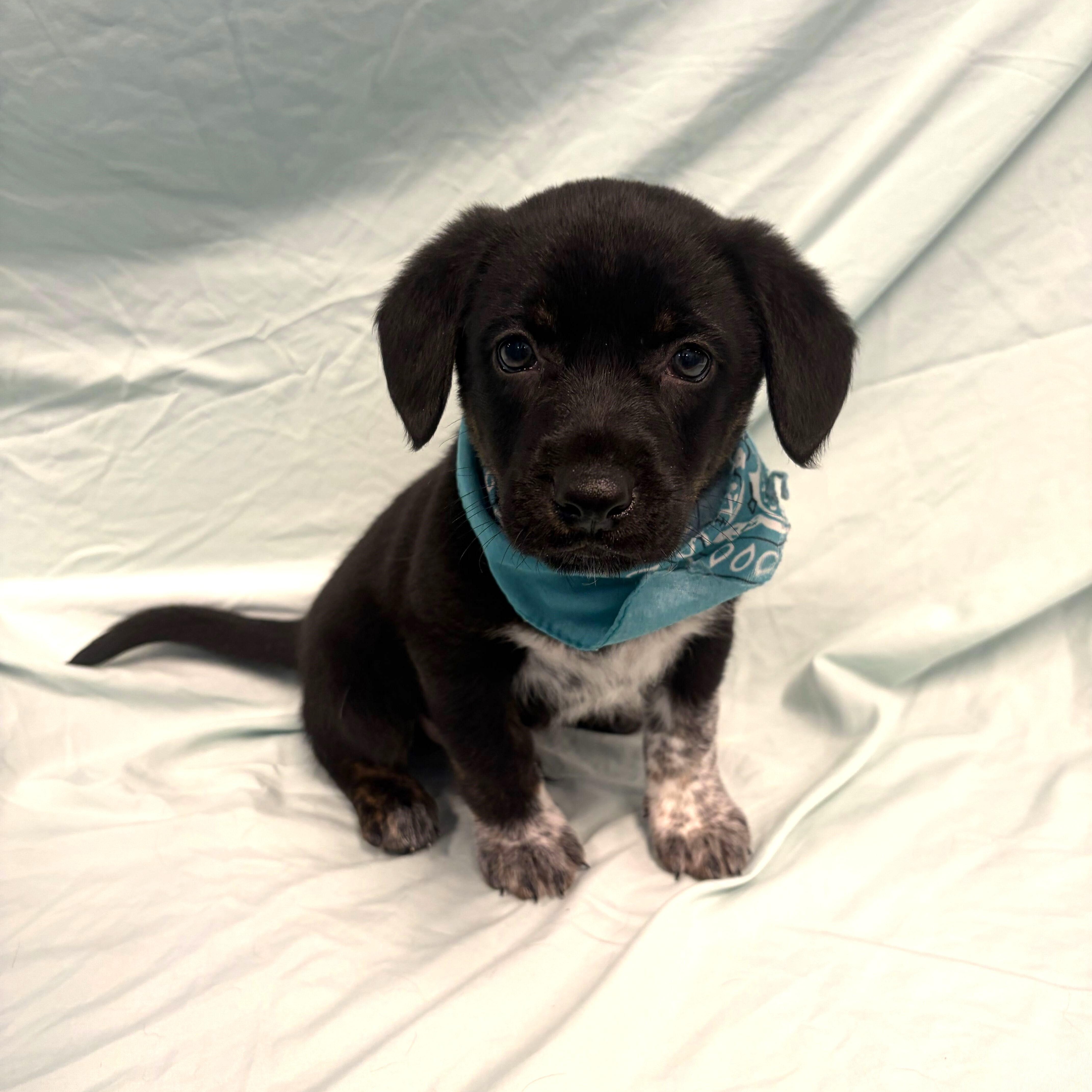 Hopper, adopted, Puppy Male Mixed Breed.