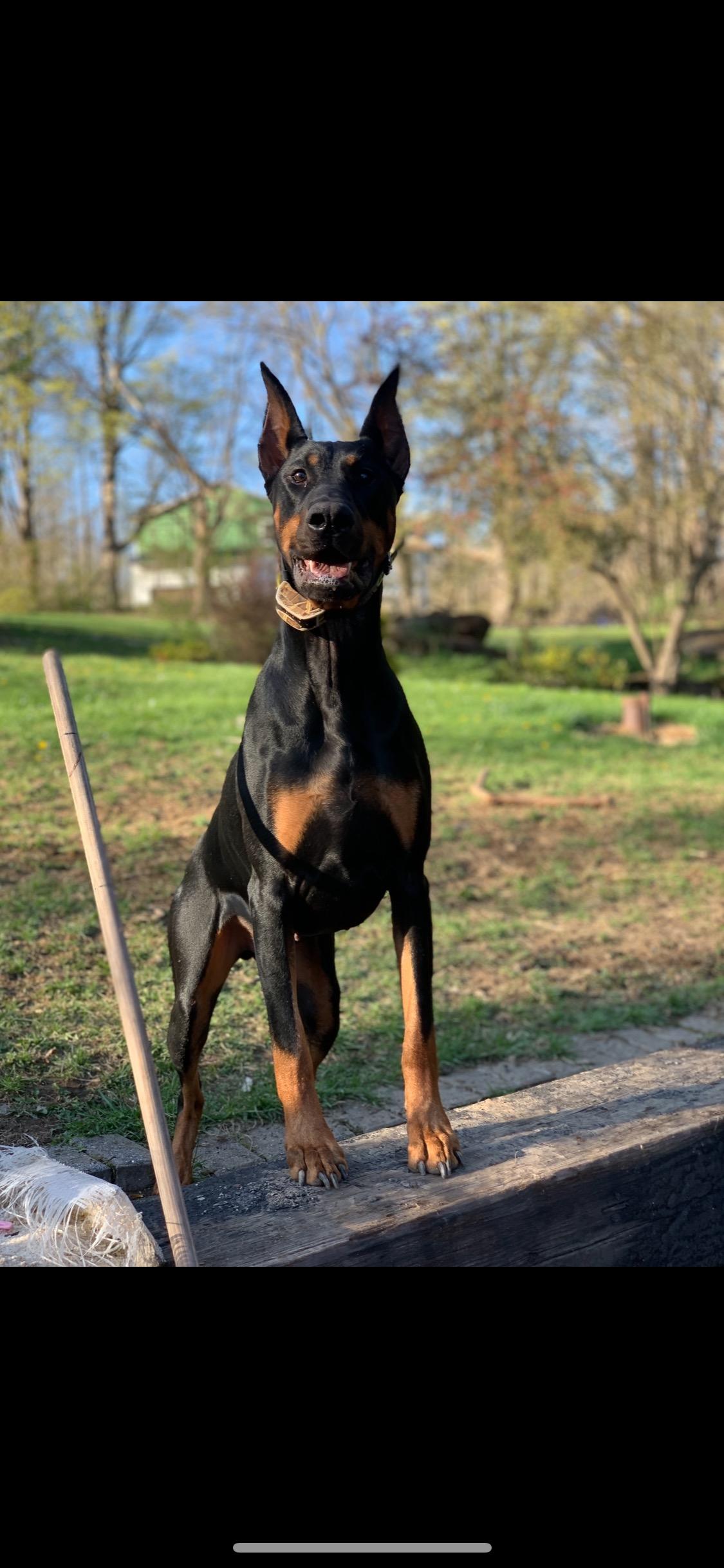 Arlo, Adopted, Adult Male Doberman Pinscher.