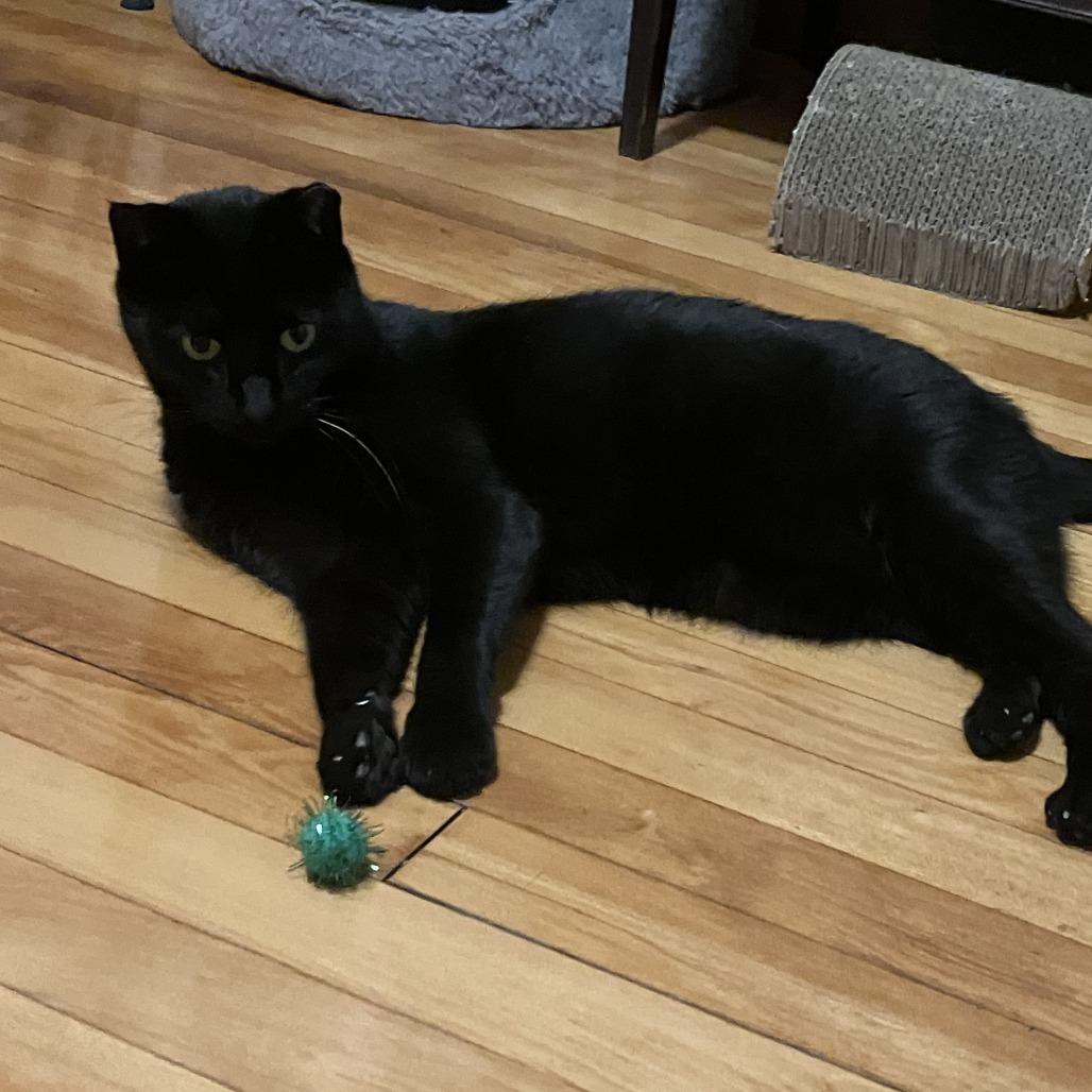 Pooka & Chance, Adoptable, Senior Female Domestic Short Hair.