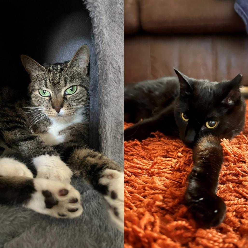 Enlarge Pooka & Chance, a Adoptable Domestic Short Hair in Ashland, MA image 2/4