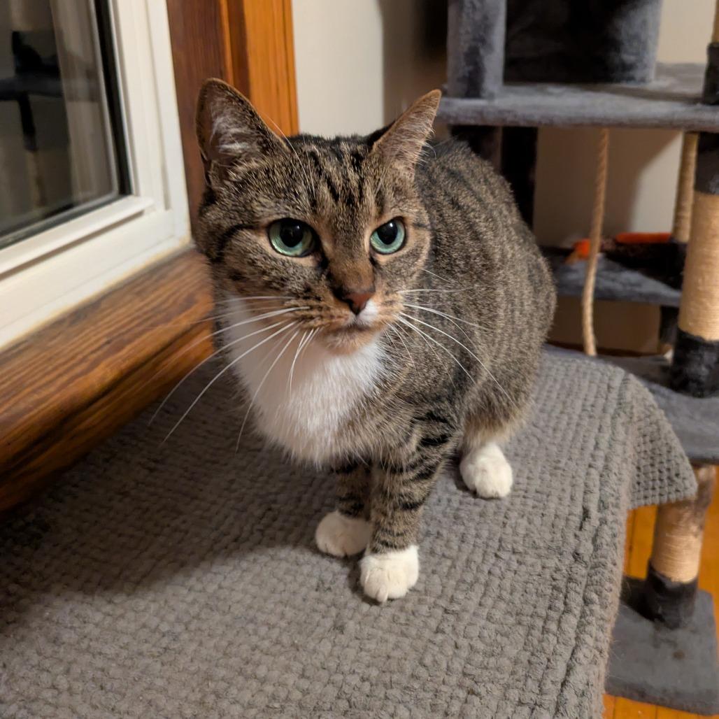 Enlarge Pooka & Chance, a Adoptable Domestic Short Hair in Ashland, MA image 3/4