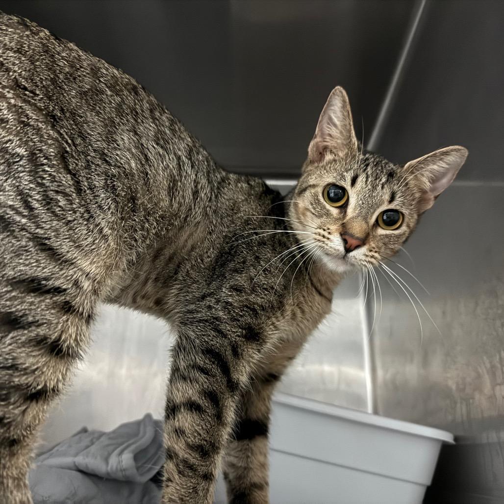 Pancake — thumbnail 2