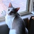 Enlarge Toby, a Adoptable mixed breed in Mesquite, NV image 4/4