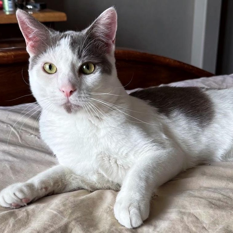 Toby, Adoptable, Young Male Domestic Short Hair.