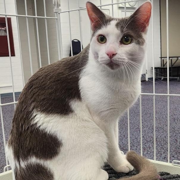 Toby, Adoptable, Young Male Domestic Short Hair.