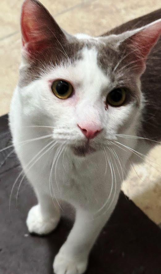 Enlarge Toby, a Adoptable mixed breed in Mesquite, NV image 2/4