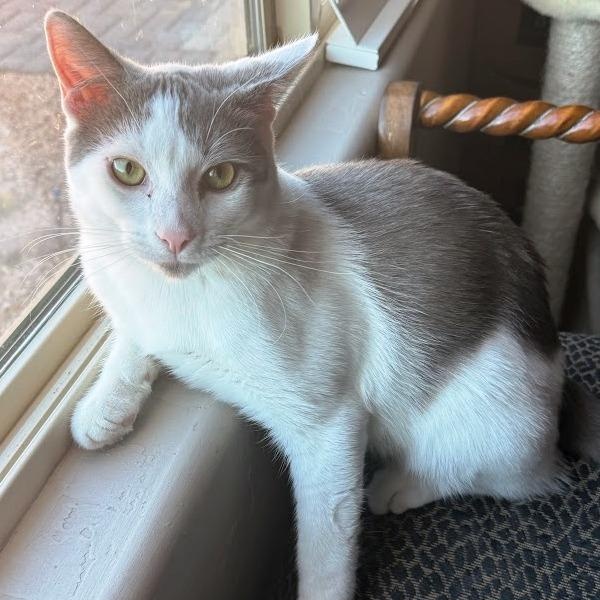 Enlarge Toby, a Adoptable mixed breed in Mesquite, NV image 3/4