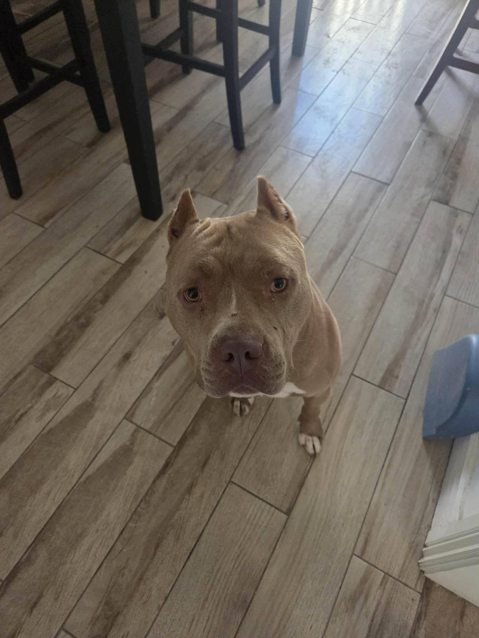 Chevy, Adoptable, Young Male American Staffordshire Terrier.