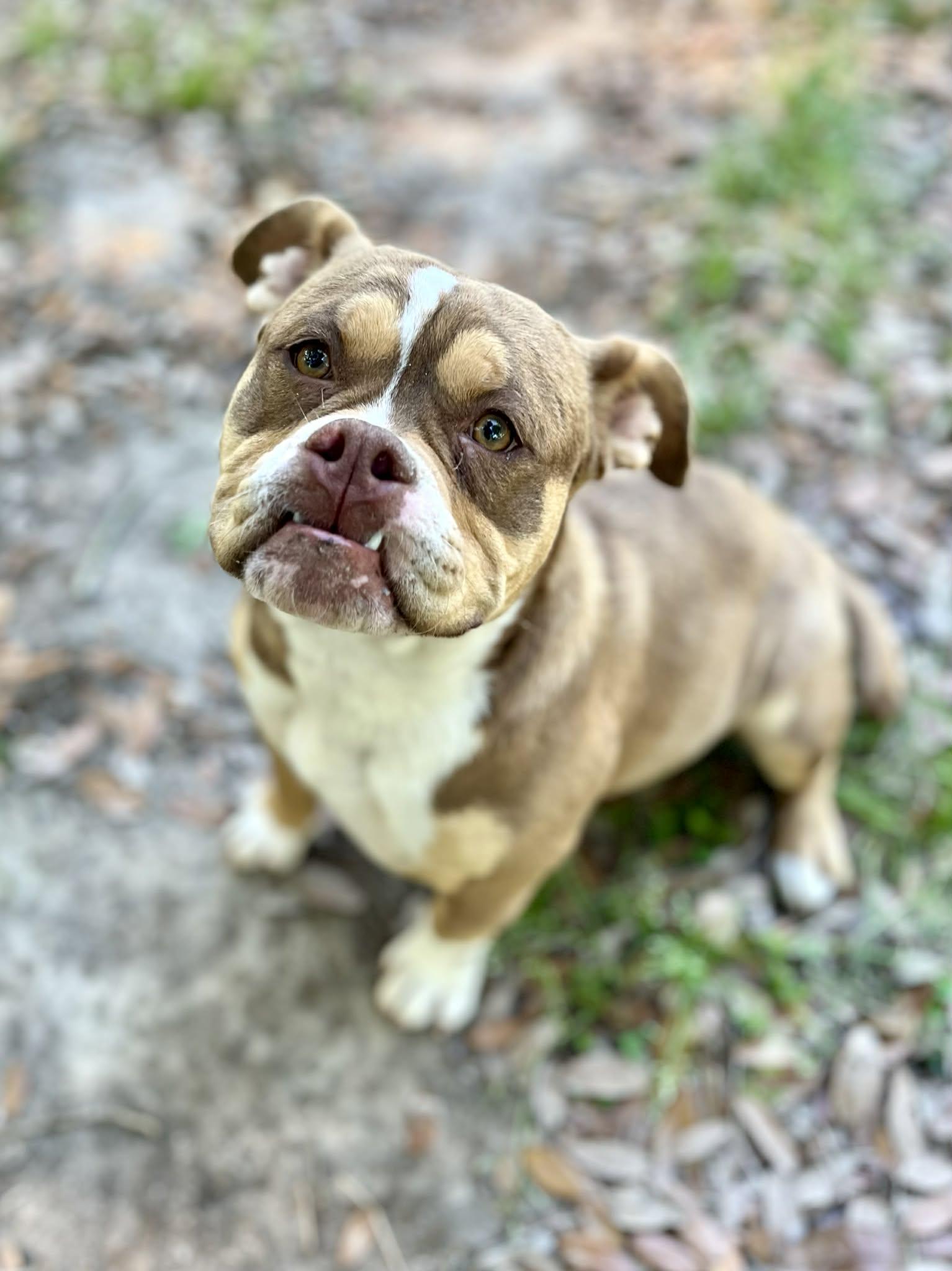Enlarge Charlie, an adopted Bulldog in New Orleans, LA image 4/6