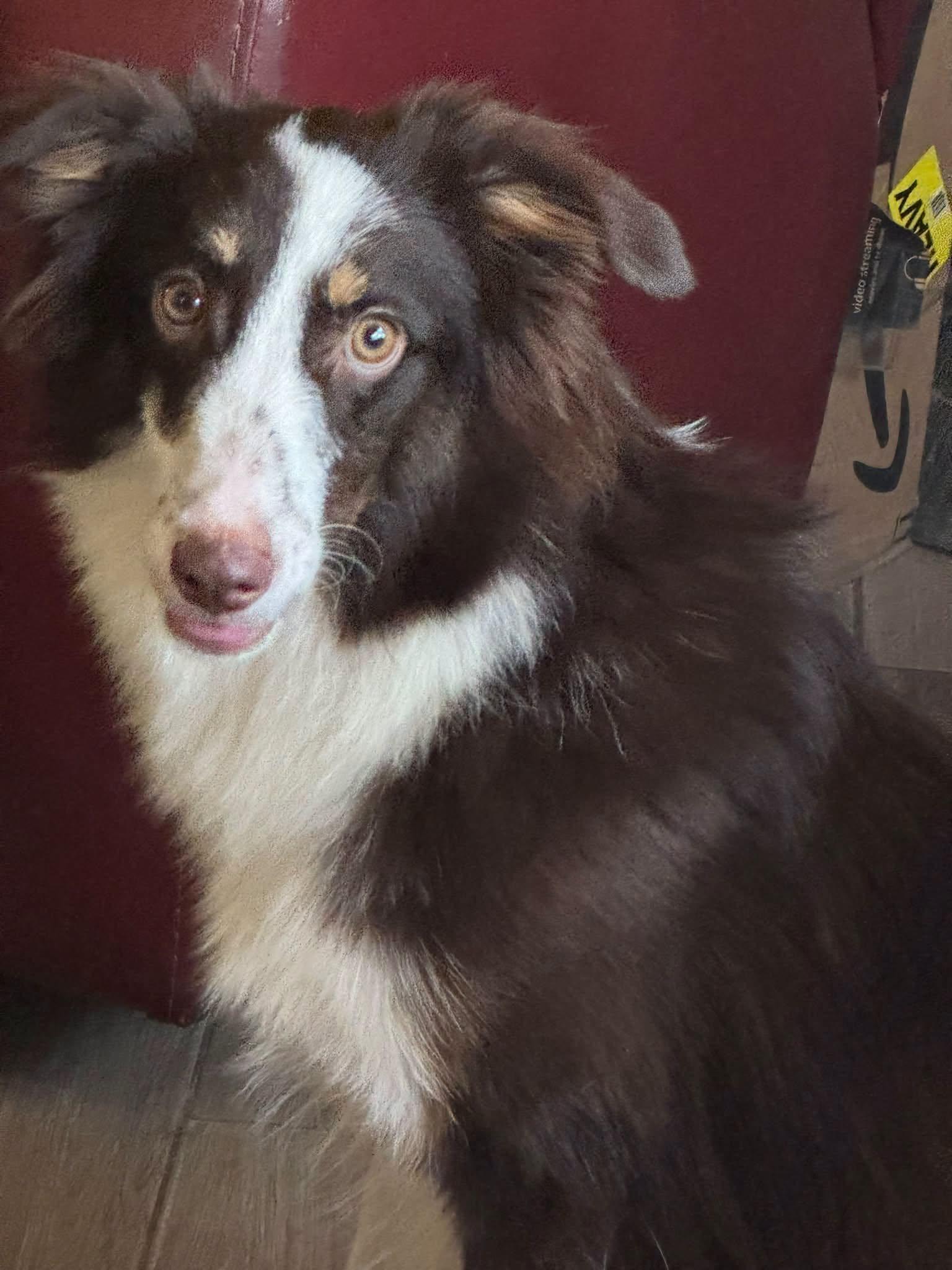 Enlarge Sally, a Adoptable Australian Shepherd in Navarre, FL image 1/2