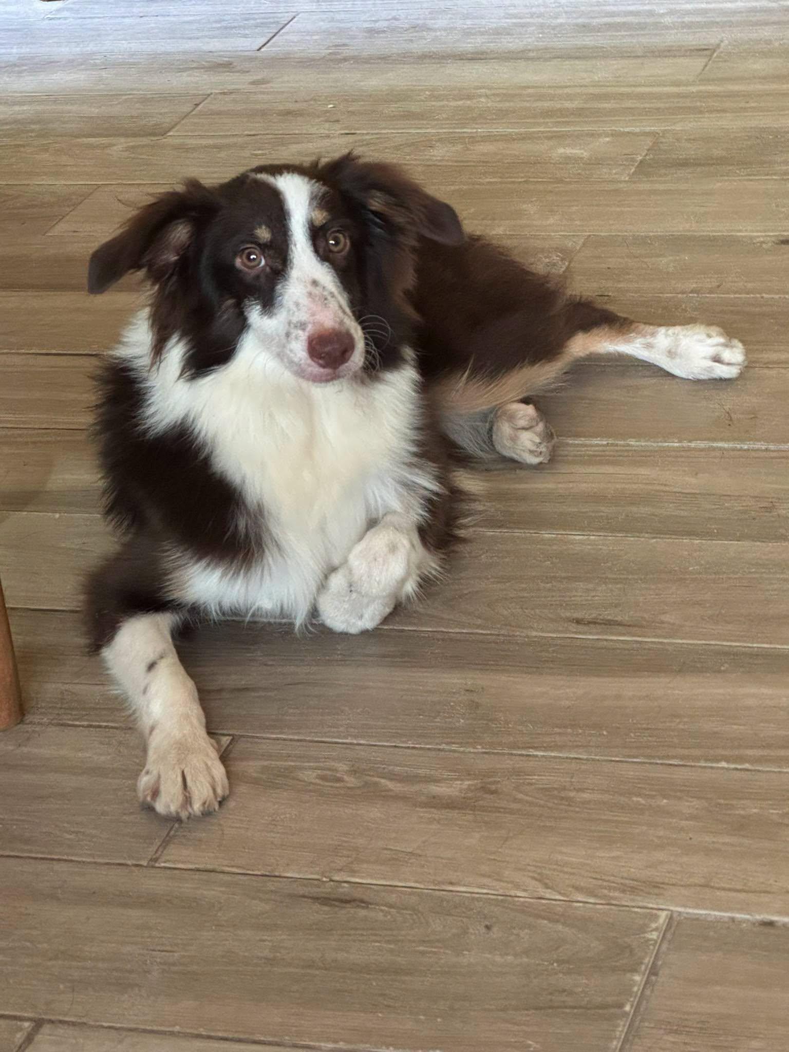 Enlarge Sally, a Adoptable Australian Shepherd in Navarre, FL image 2/2