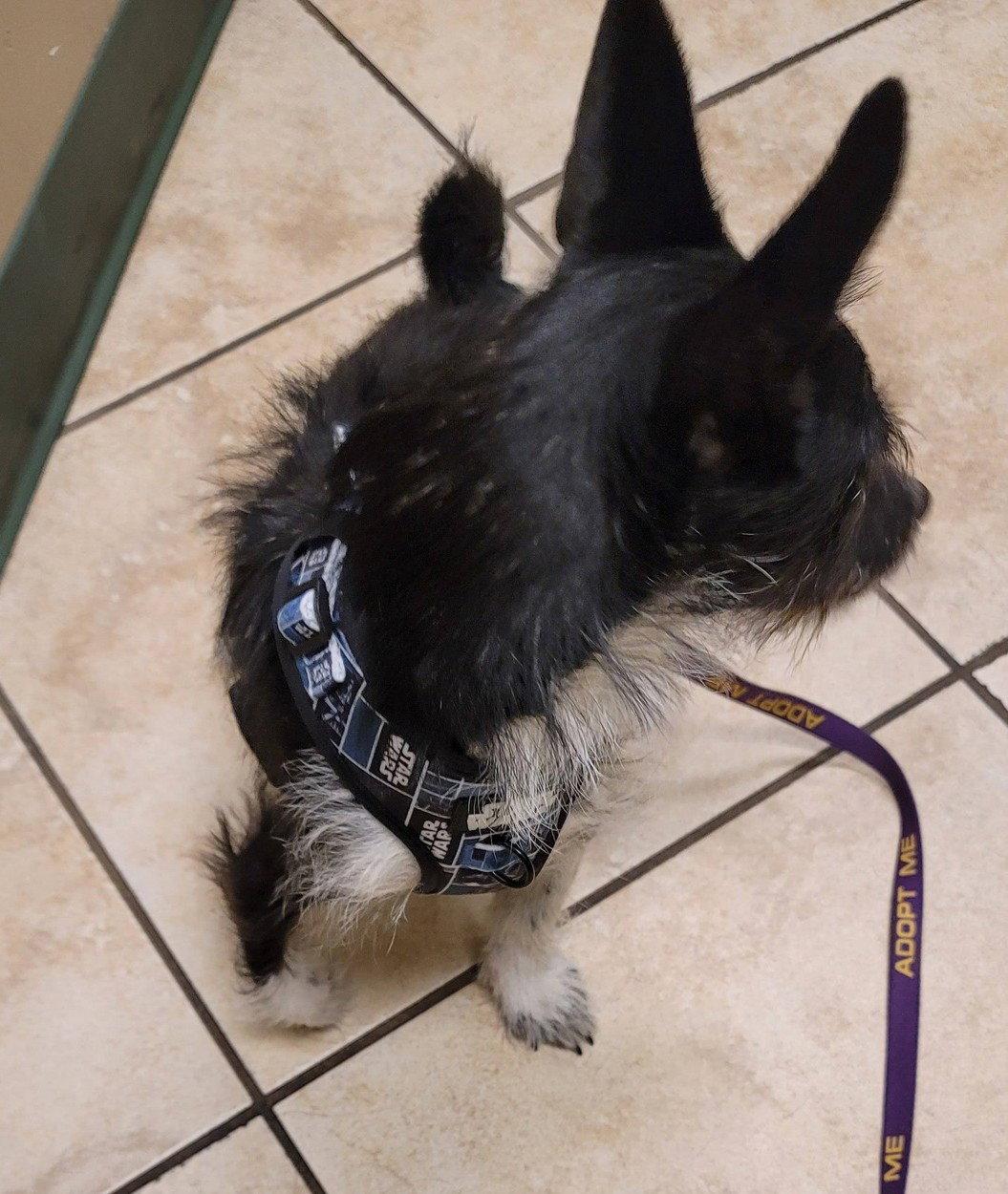 Darby, Adoptable, Adult Male Chihuahua & Terrier.