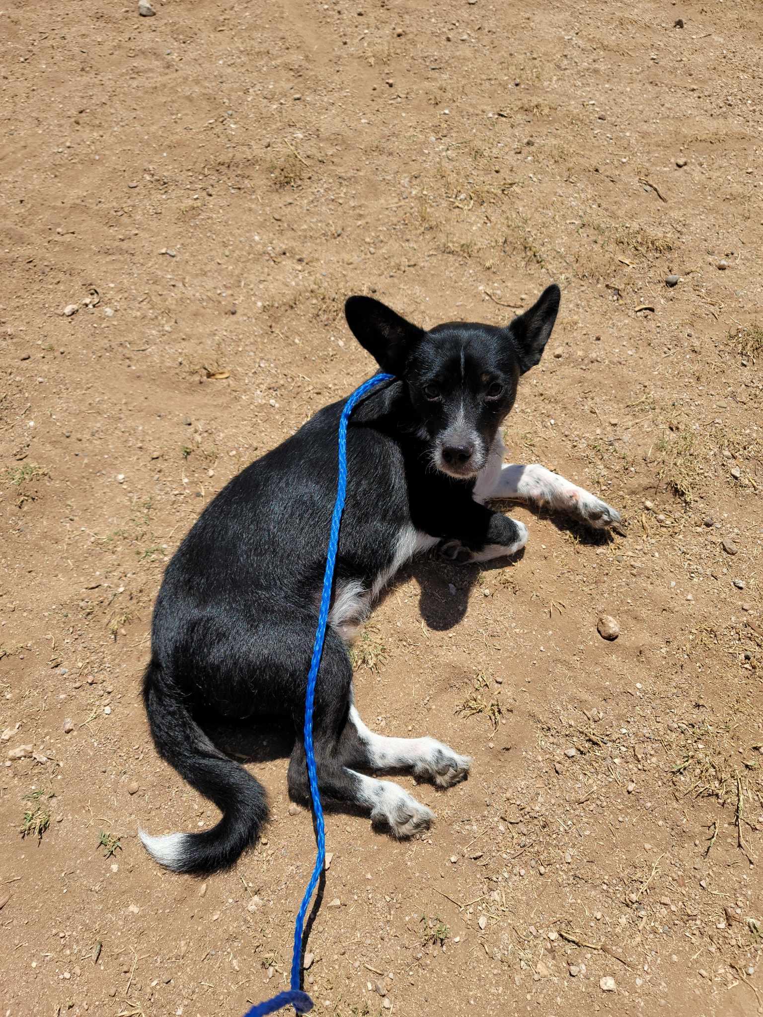 Darby, Adoptable, Adult Male Chihuahua & Terrier.