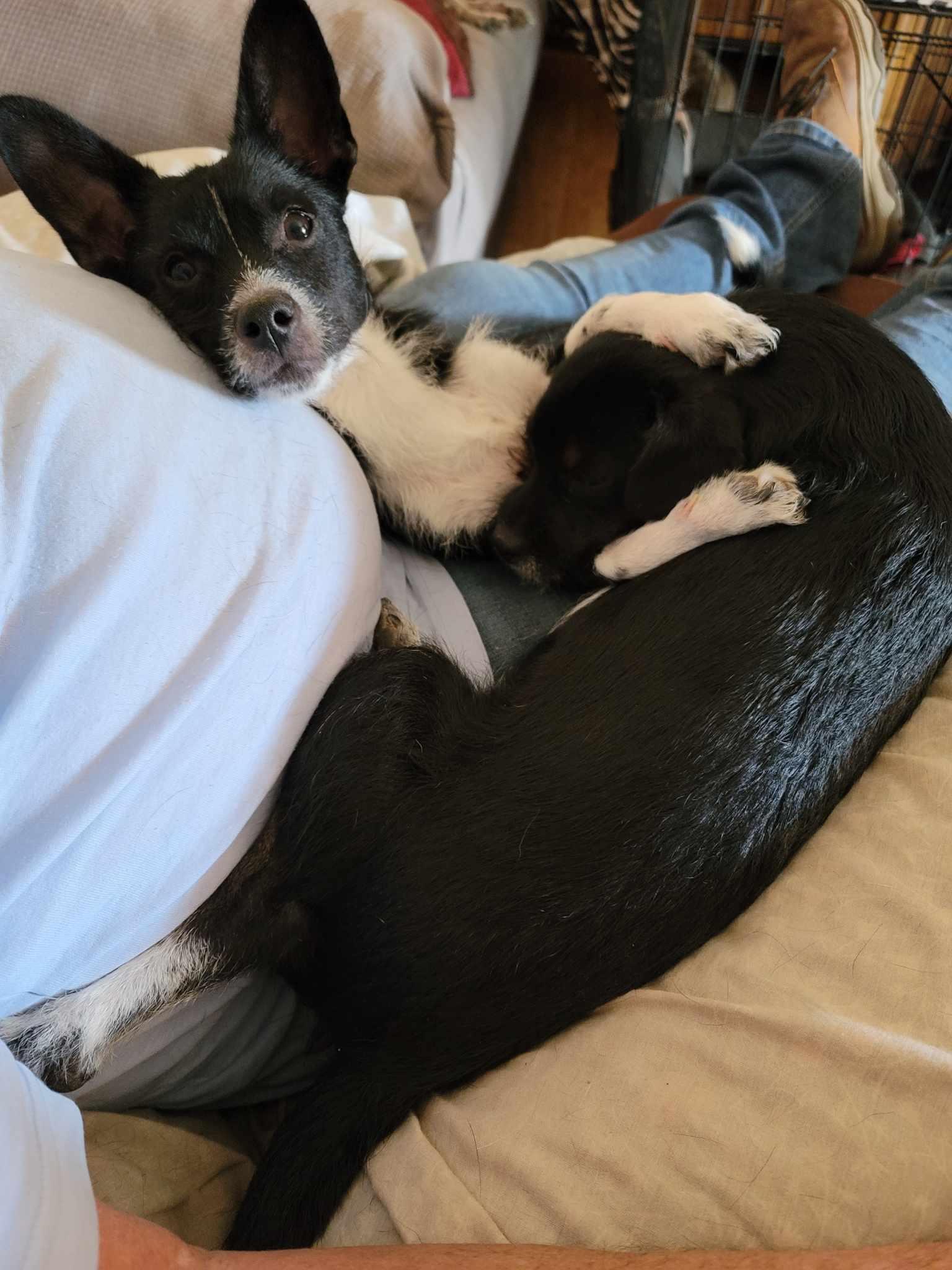 Enlarge Darby, a Adoptable mixed breed in Tucson, AZ image 2/3