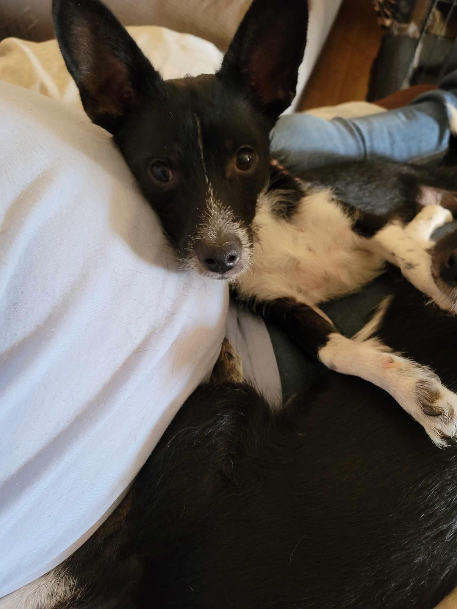 Enlarge Darby, a Adoptable mixed breed in Tucson, AZ image 3/3