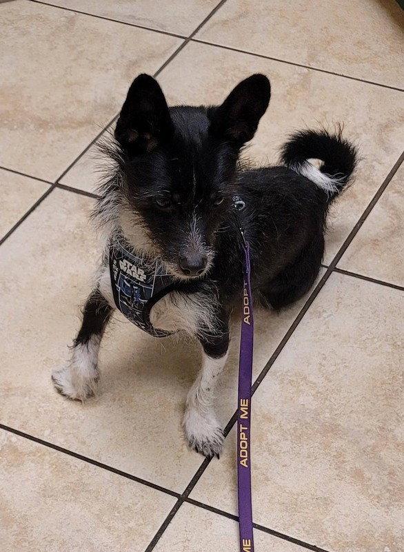 Darby, a Adoptable mixed breed in Tucson, AZ image 2/3