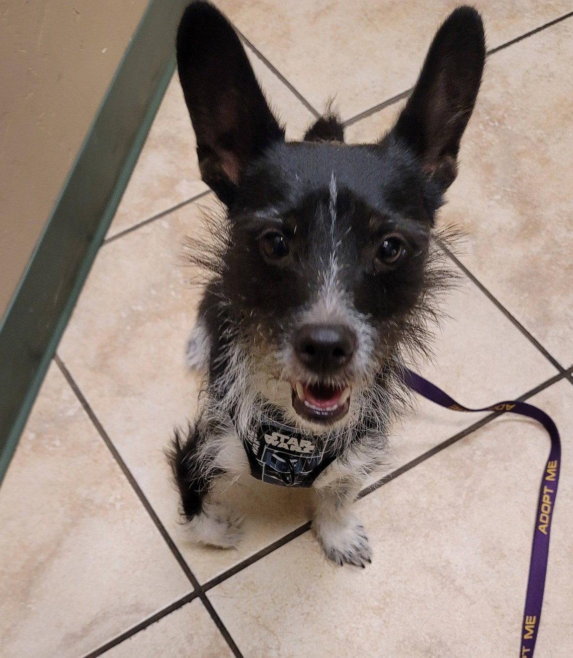 Darby, a Adoptable mixed breed in Tucson, AZ image 3/3