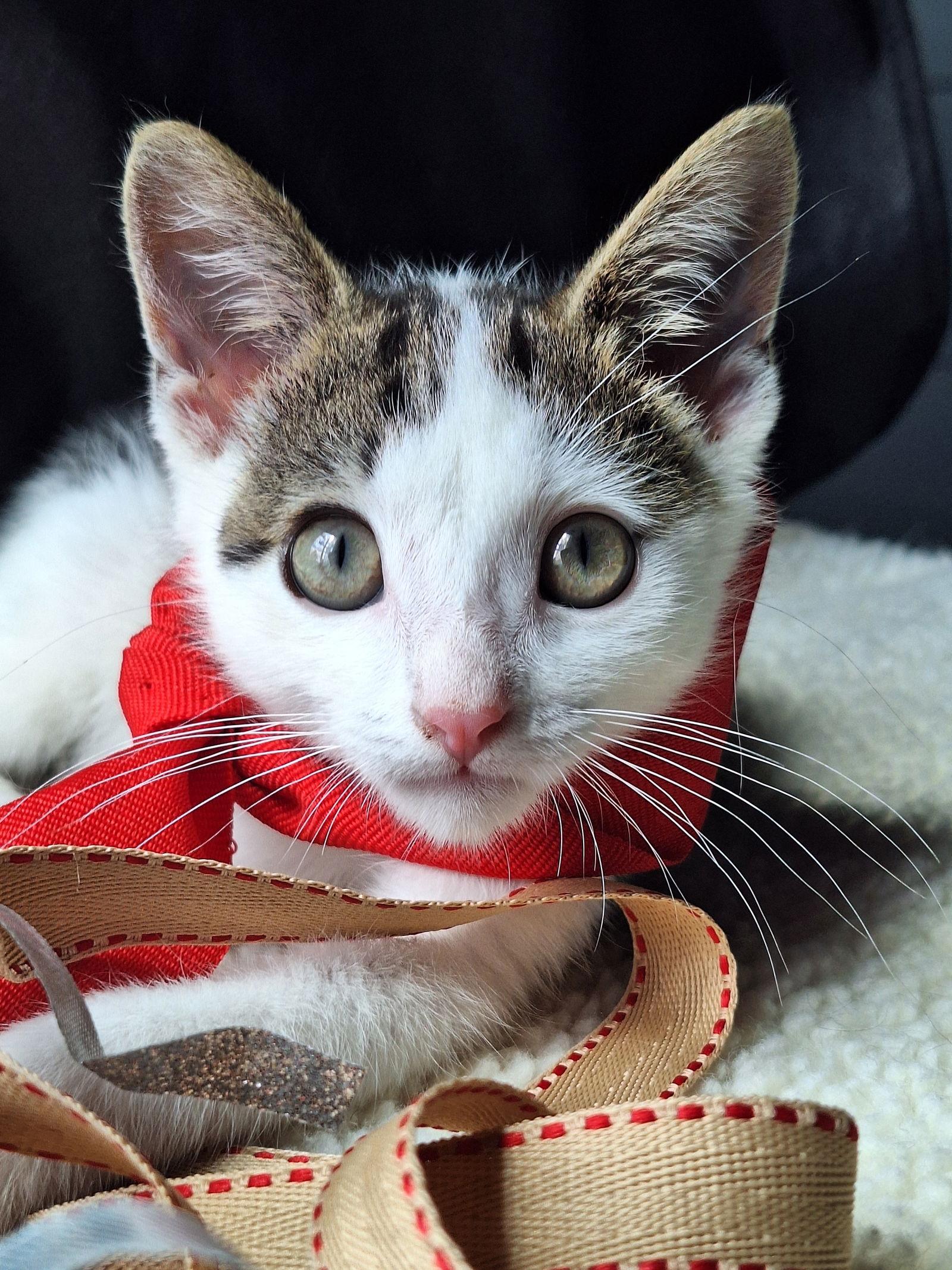 Ewald Percival, a Adopted Domestic Short Hair in Chicago, IL image 1/3