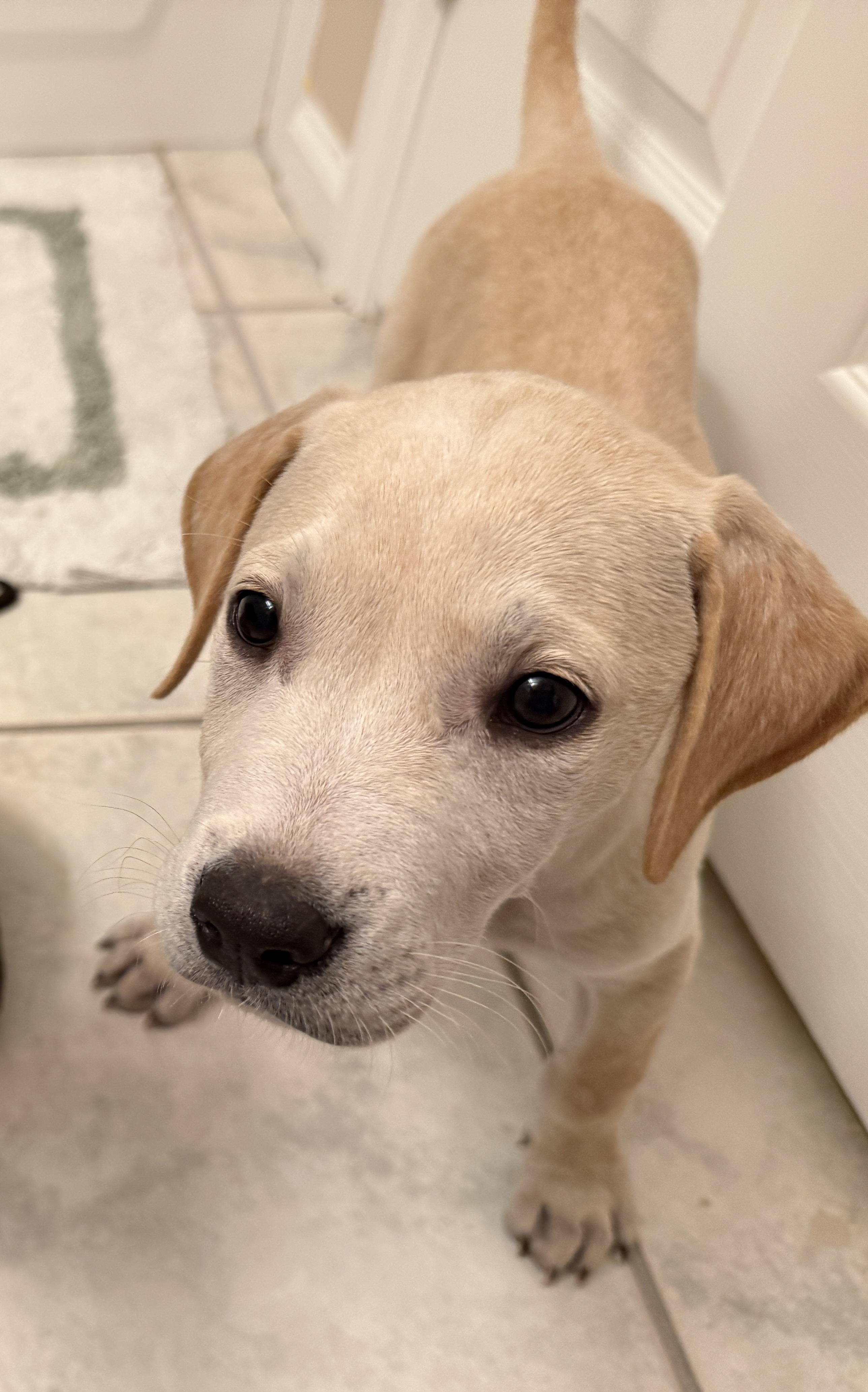 Pop, ADOPTABLE, Puppy Male Labrador Retriever & Black Mouth Cur.