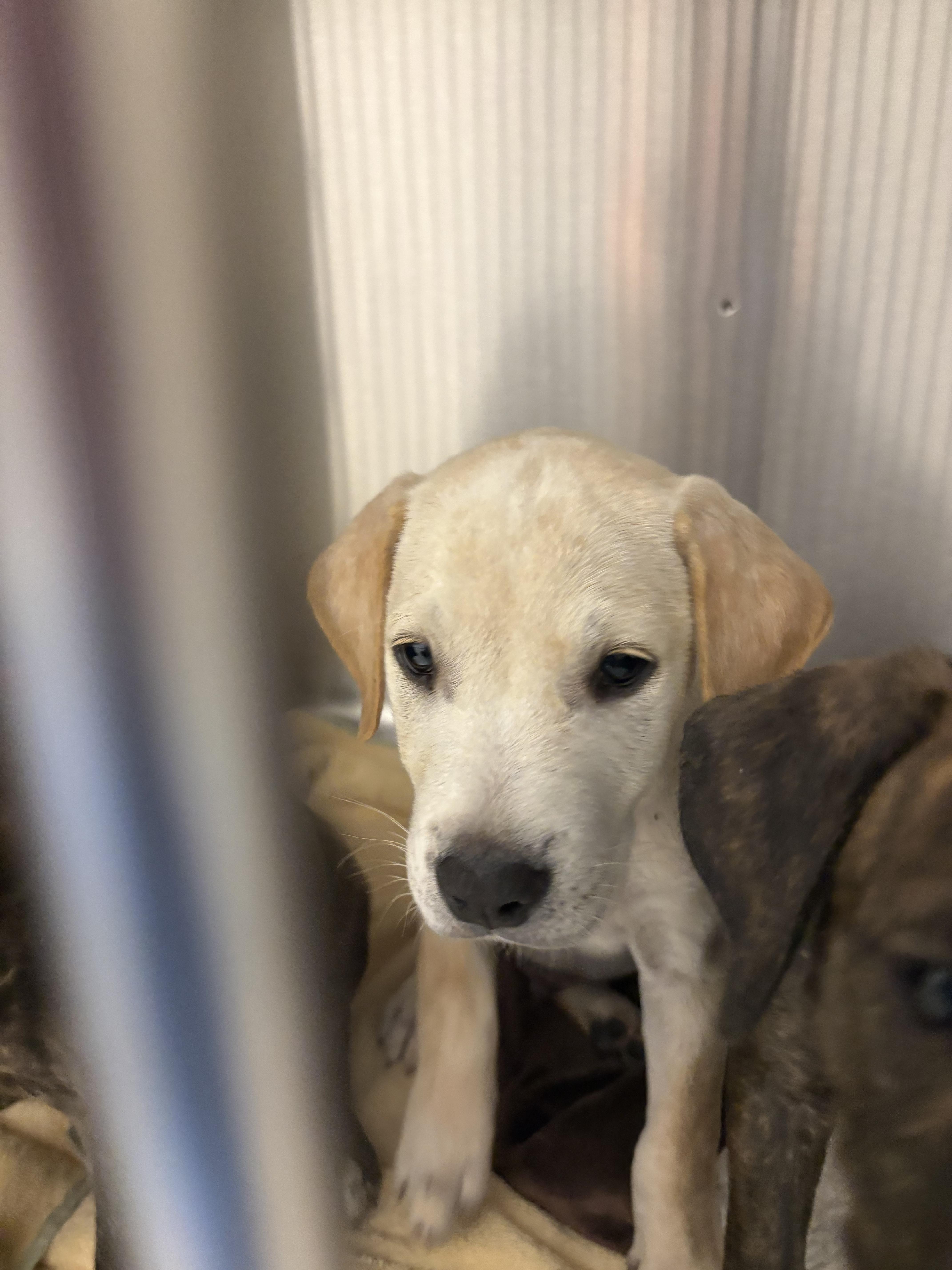 Pop, a ADOPTABLE mixed breed in Cape Coral, FL image 2/5