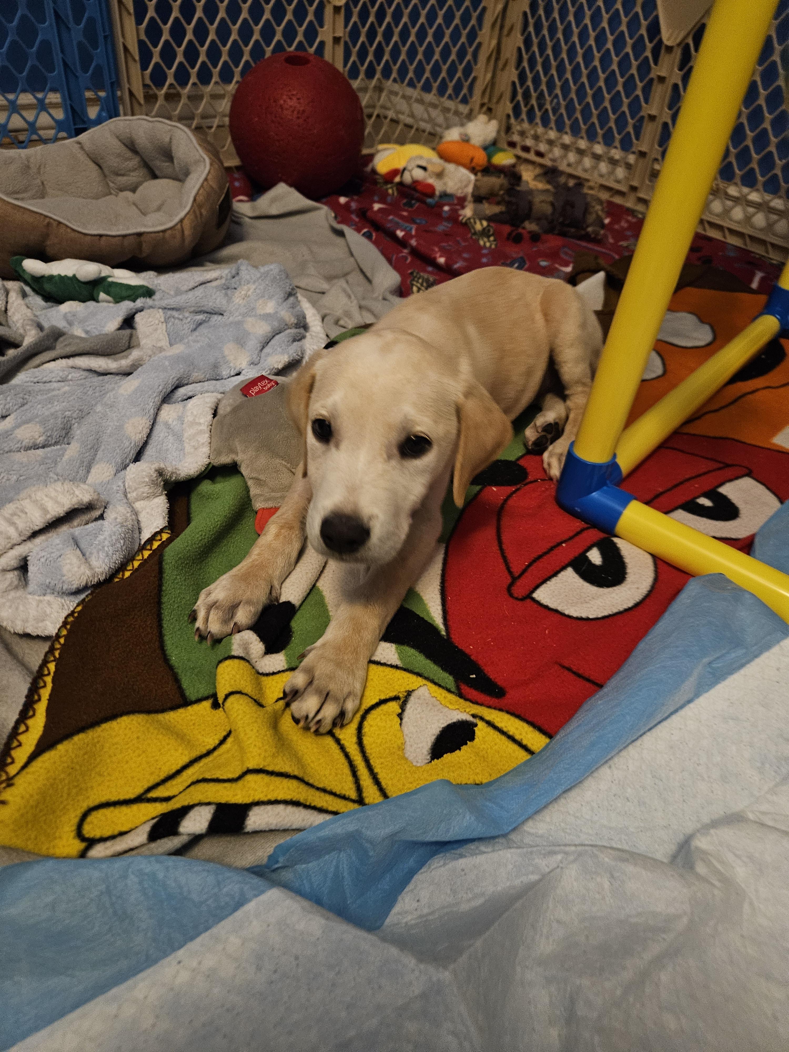 Pop, a ADOPTABLE mixed breed in Cape Coral, FL image 3/5