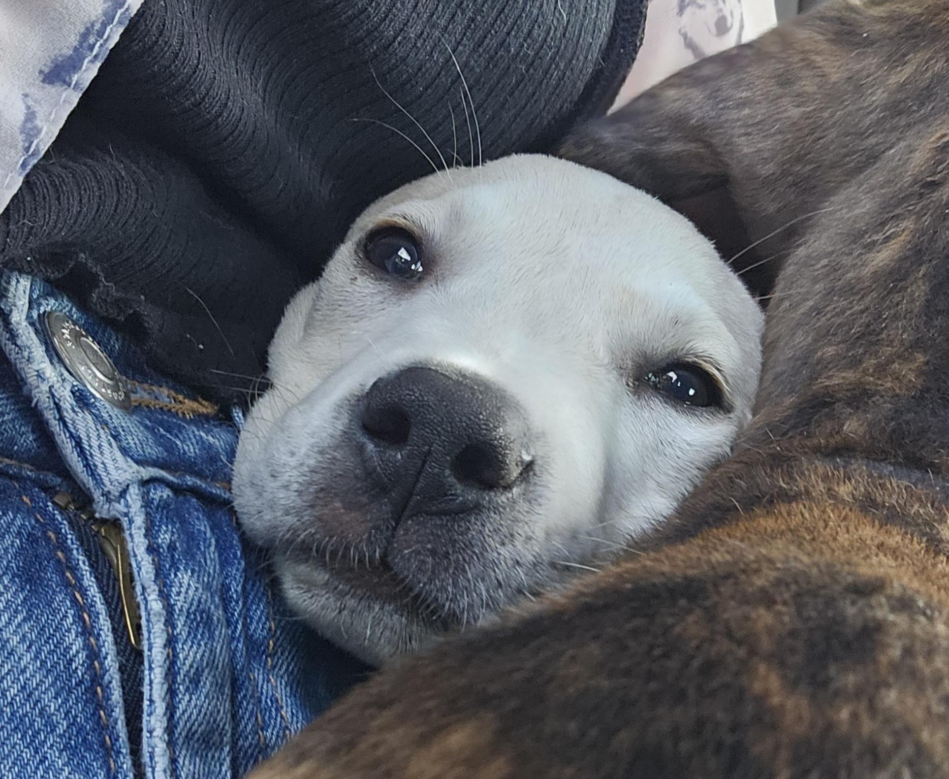 Pop, a ADOPTABLE mixed breed in Cape Coral, FL image 5/5