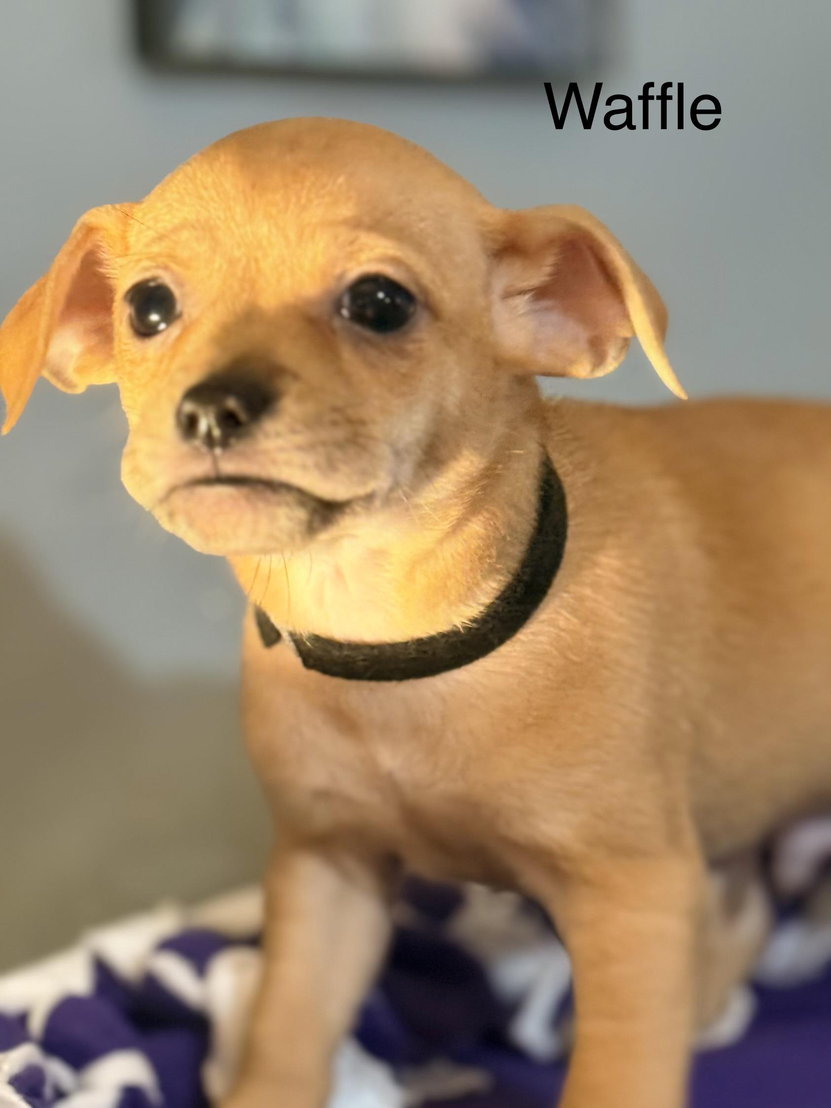 Enlarge waffle, a ADOPTABLE mixed breed in valley springs, CA image 2/2